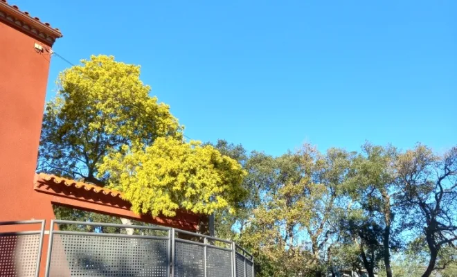 Bastide 2 les Mimosas en fleurs
