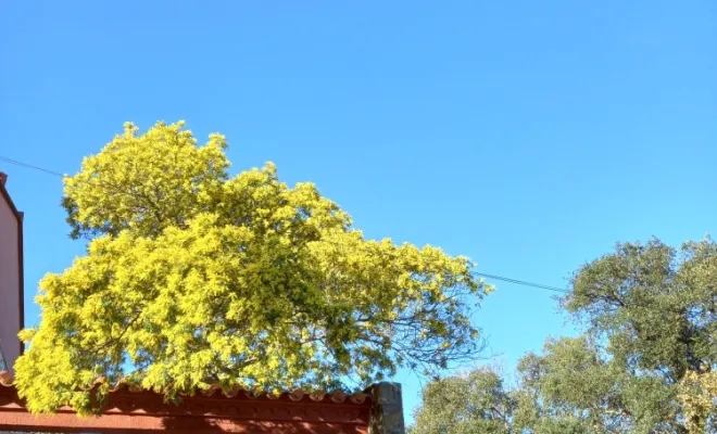Le Mimosa en fleur au Domaine des Mimosas à Argelès sur mer